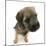 Border Terrier Bitch Puppy, Rusty, 10 Weeks, Sitting-Mark Taylor-Mounted Photographic Print