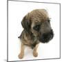 Border Terrier Bitch Puppy, Rusty, 10 Weeks, Sitting-Mark Taylor-Mounted Photographic Print