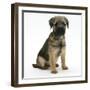 Border Terrier Bitch Puppy, Rusty, 10 Weeks, Sitting-Mark Taylor-Framed Photographic Print