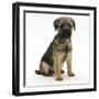 Border Terrier Bitch Puppy, Rusty, 10 Weeks, Sitting-Mark Taylor-Framed Photographic Print