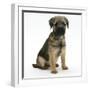 Border Terrier Bitch Puppy, Rusty, 10 Weeks, Sitting-Mark Taylor-Framed Photographic Print