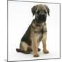 Border Terrier Bitch Puppy, Rusty, 10 Weeks, Sitting-Mark Taylor-Mounted Photographic Print