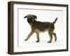 Border Terrier Bitch Puppy, Rusty, 10 Weeks, Walking Across-Mark Taylor-Framed Photographic Print