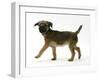 Border Terrier Bitch Puppy, Rusty, 10 Weeks, Walking Across-Mark Taylor-Framed Photographic Print