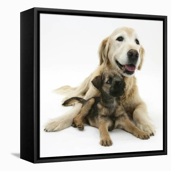 Border Terrier Bitch Puppy, Rusty, 10 Weeks, with Elderly Golden Retriever Bitch, Missy, 13 Years-Mark Taylor-Framed Stretched Canvas