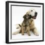 Border Terrier Bitch Puppy, Rusty, 10 Weeks, with Elderly Golden Retriever Bitch, Missy, 13 Years-Mark Taylor-Framed Photographic Print