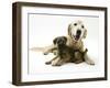 Border Terrier Bitch Puppy, Rusty, 10 Weeks, with Elderly Golden Retriever Bitch, Missy, 13 Years-Mark Taylor-Framed Photographic Print