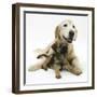 Border Terrier Bitch Puppy, Rusty, 10 Weeks, with Elderly Golden Retriever Bitch, Missy, 13 Years-Mark Taylor-Framed Photographic Print