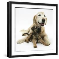 Border Terrier Bitch Puppy, Rusty, 10 Weeks, with Elderly Golden Retriever Bitch, Missy, 13 Years-Mark Taylor-Framed Photographic Print