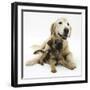 Border Terrier Bitch Puppy, Rusty, 10 Weeks, with Elderly Golden Retriever Bitch, Missy, 13 Years-Mark Taylor-Framed Photographic Print