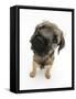 Border Terrier Bitch Puppy, Rusty, 10 Weeks, with Head Raised-Mark Taylor-Framed Stretched Canvas