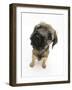 Border Terrier Bitch Puppy, Rusty, 10 Weeks, with Head Raised-Mark Taylor-Framed Photographic Print