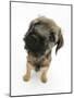 Border Terrier Bitch Puppy, Rusty, 10 Weeks, with Head Raised-Mark Taylor-Mounted Photographic Print