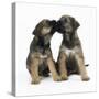 Border Terrier Dog X2 Puppies-null-Stretched Canvas