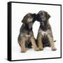 Border Terrier Dog X2 Puppies-null-Framed Stretched Canvas