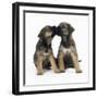 Border Terrier Dog X2 Puppies-null-Framed Photographic Print