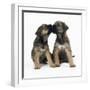 Border Terrier Dog X2 Puppies-null-Framed Photographic Print