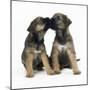 Border Terrier Dog X2 Puppies-null-Mounted Photographic Print