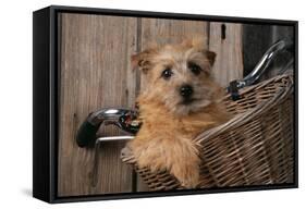Border Terrier in Bicycle Basket-null-Framed Stretched Canvas