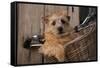 Border Terrier in Bicycle Basket-null-Framed Stretched Canvas