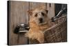 Border Terrier in Bicycle Basket-null-Stretched Canvas