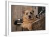 Border Terrier in Bicycle Basket-null-Framed Photographic Print
