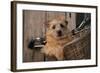 Border Terrier in Bicycle Basket-null-Framed Photographic Print