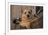 Border Terrier in Bicycle Basket-null-Framed Photographic Print