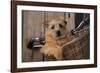 Border Terrier in Bicycle Basket-null-Framed Photographic Print