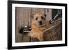 Border Terrier in Bicycle Basket-null-Framed Photographic Print