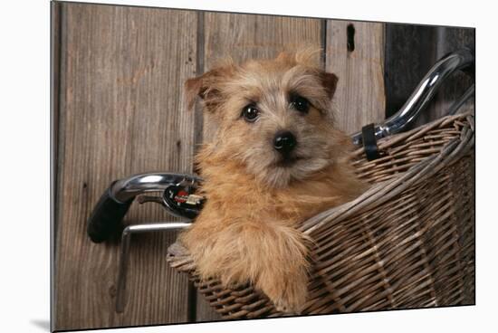 Border Terrier in Bicycle Basket-null-Mounted Photographic Print