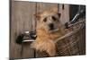 Border Terrier in Bicycle Basket-null-Mounted Photographic Print