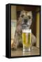 Border Terrier in Pub with Beer-null-Framed Stretched Canvas