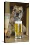 Border Terrier in Pub with Beer-null-Stretched Canvas