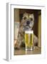 Border Terrier in Pub with Beer-null-Framed Photographic Print