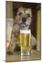 Border Terrier in Pub with Beer-null-Mounted Photographic Print