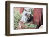 Border Terrier on Rusted Chicken-Zandria Muench Beraldo-Framed Photographic Print