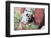 Border Terrier on Rusted Chicken-Zandria Muench Beraldo-Framed Photographic Print