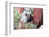 Border Terrier on Rusted Chicken-Zandria Muench Beraldo-Framed Photographic Print