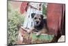 Border Terrier on Rusted Chicken-Zandria Muench Beraldo-Mounted Photographic Print