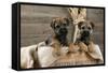 Border Terrier Puppies Sitting in a Box (13 Weeks Old)-null-Framed Stretched Canvas