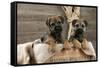 Border Terrier Puppies Sitting in a Box (13 Weeks Old)-null-Framed Stretched Canvas