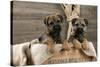 Border Terrier Puppies Sitting in a Box (13 Weeks Old)-null-Stretched Canvas