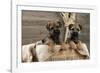 Border Terrier Puppies Sitting in a Box (13 Weeks Old)-null-Framed Photographic Print