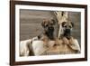 Border Terrier Puppies Sitting in a Box (13 Weeks Old)-null-Framed Photographic Print