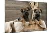 Border Terrier Puppies Sitting in a Box (13 Weeks Old)-null-Mounted Photographic Print