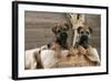 Border Terrier Puppies Sitting in a Box (13 Weeks Old)-null-Framed Photographic Print