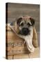 Border Terrier Puppy Sitting in a Box (13 Weeks Old)-null-Stretched Canvas