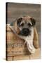 Border Terrier Puppy Sitting in a Box (13 Weeks Old)-null-Stretched Canvas