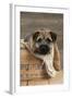 Border Terrier Puppy Sitting in a Box (13 Weeks Old)-null-Framed Photographic Print